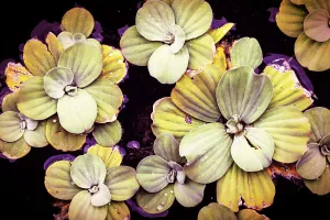 Beautiful shape of aquatic plant floating on water
