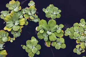 Elevated View Prints: Beautiful shapes of aquatic plants floating on water