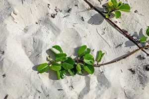 Island Prints: Bermuda, Beach, sand dune covered with creeping plants