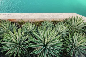Décor Prints: Bermuda, Detail of decorative agave plants