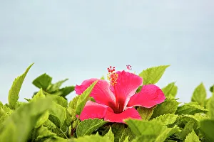 Island Prints: Bermuda, Delicate Hibiscus flower