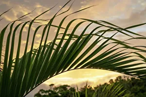 Foliage Prints: Bermuda, Flora, palm fronds against golden sky
