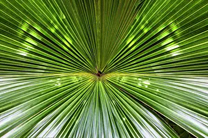 Island Prints: Bermuda, Green Fan Palm Leaf