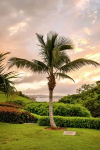 Sunsetting Prints: Bermuda, Rosewood Bermuda Hotel, Palm tree at Palm Court