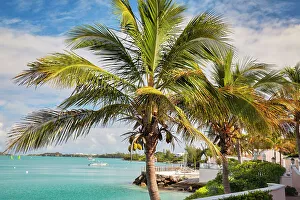 Rich Prints: Bermuda, South Shore, boats and palm tree in foreground