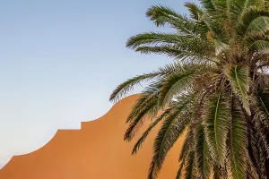 Island Prints: Bermuda, Typical colorful building with Palm tree in foreground