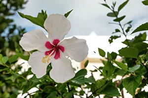 White Prints: Bermuda, White Hibiscus flower