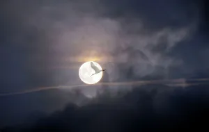 Black Prints: Bird flying across the Moon