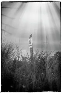 bird perched on a One Way traffic sign