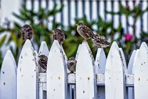 White Prints: Birds on fence