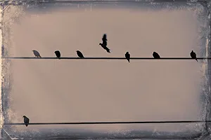 Fauna Prints: Birds on a telephone lines