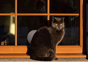 Black Prints: Black cat