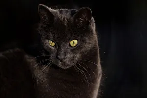 Black Cat