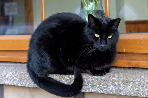 Images Dated 23rd February 2023: Black cat on window sill