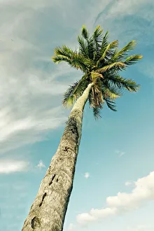East Coast Prints: Black and white of leaning palm tree