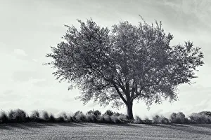 East Coast Prints: Black and white of single tree near feather reed grass