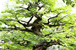 Majestic Prints: Bonsai tree