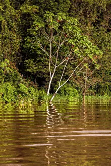 Brazil, Amazon river scene