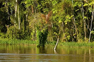 Brazil, Amazon river scene