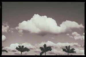 Images Dated 22nd May 2023: B&W of palm trees and clouds