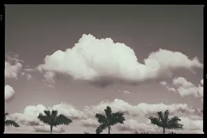 East Coast Prints: B&W of palm trees and clouds