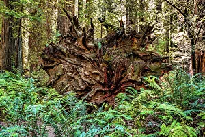 Tree Prints: California, Humboldt Redwoods State Park, uprooted Giant Redwood