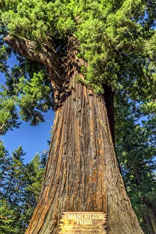 Giant Prints: California, Leggett, Drive-Thru Tree Park, The Chandelier Tree