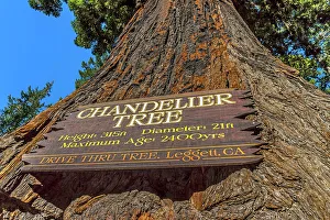California, Leggett, Drive-Thru Tree Park, The Chandelier Tree