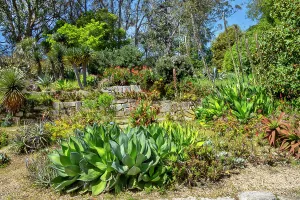 Tranquility Prints: California, San Francisco, San Francisco Botanical Garden, Succulent Garden
