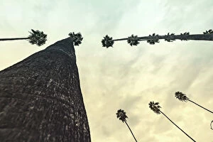 2022 Collection: California, West Hollywood, Row of Palm Trees along Sunset Blvd