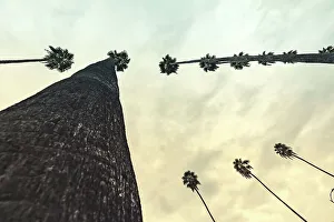 Tree Prints: California, West Hollywood, Row of Palm Trees along Sunset Blvd