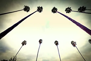 California, West Hollywood, Row of Palm Trees along Sunset Blvd