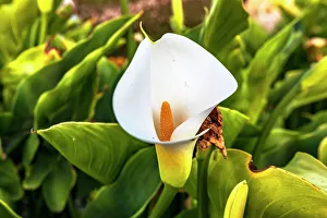White Prints: Calla Lilly plant