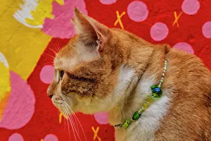 Colorful Prints: Cat wearing Jewelry