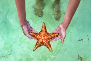 Holidaymaker Prints: Cayman Islands, Grand Cayman, Starfish Point