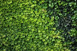 Sbs Travel 02 Prints: Close up of ivy on building