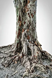 Artistic Prints: Close up of texture on a tree