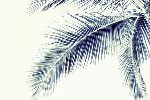 Shape Prints: Close up of tropical palm fronds