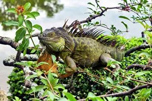 Climbing Prints: Close-up of iguana on branches