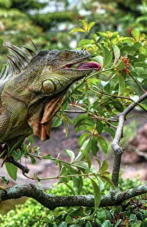Climbing Prints: Close-up of iguana eating leaves on branches