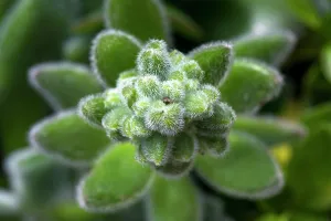 Close-up of succulent plant