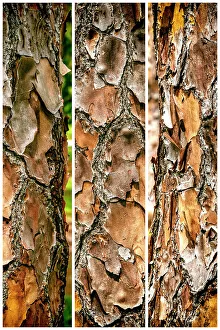 Botanic Prints: Close-up of the texture of a tree
