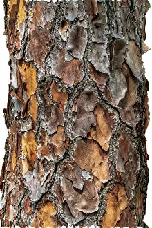 Close-up of the texture of a tree