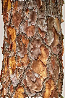Close-up of the texture of a tree