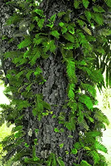 Botanic Prints: Close-up of a tree trunk with fern