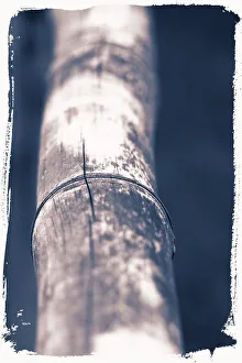 Bamboo Prints: Closeup detail of bamboo stick