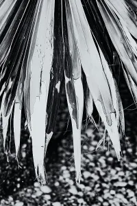 Detail Prints: Closeup of chipped palm leaf