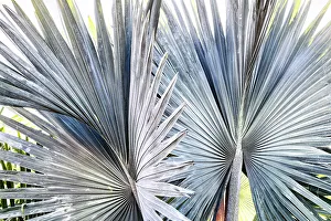 Closeup of Fan Palm
