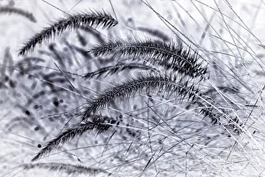 Closeup of fountain grass