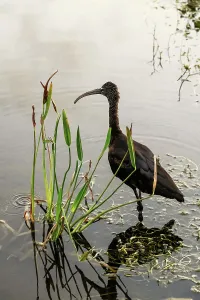 Black Prints: Closeup of a Glossy Ibis, nonbreeding adult